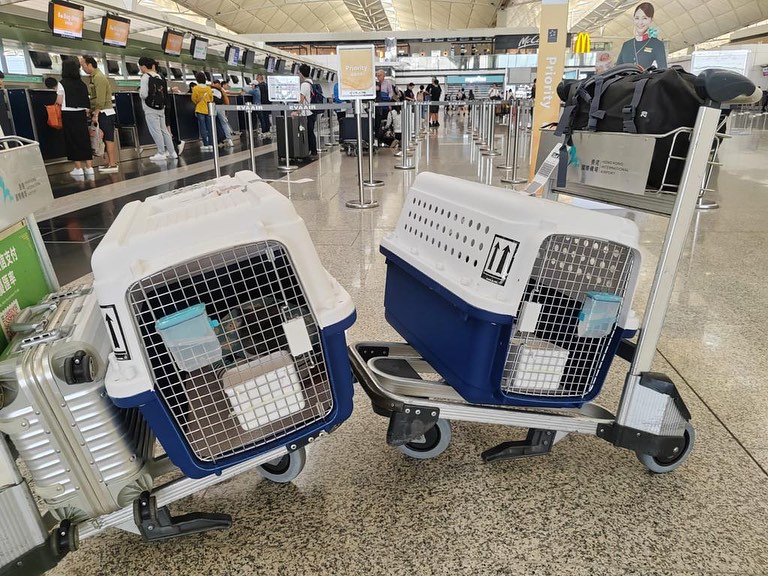 Pet Relocation